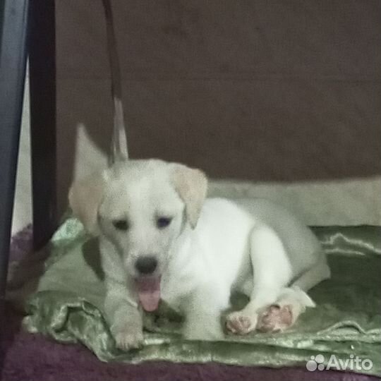 Собака в добрые руки маленькая