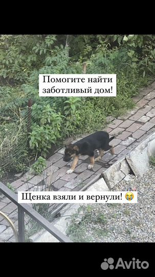 Щенок в добрые руки бесплатно мальчик