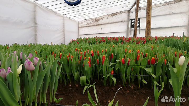 Луковица тюльпанов оптом 12;14+для выгонки