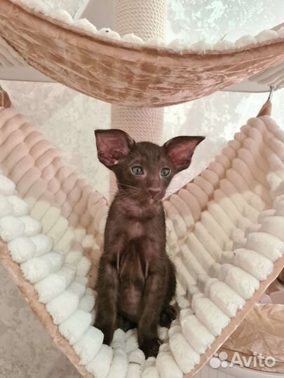 Шикарные ориентальные котята