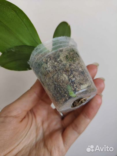 Орхидея фаленопсис бабочка