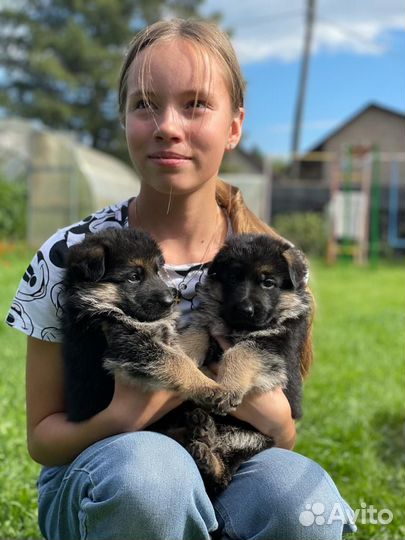 Очень красивые щенки немцы черные и чепрачные