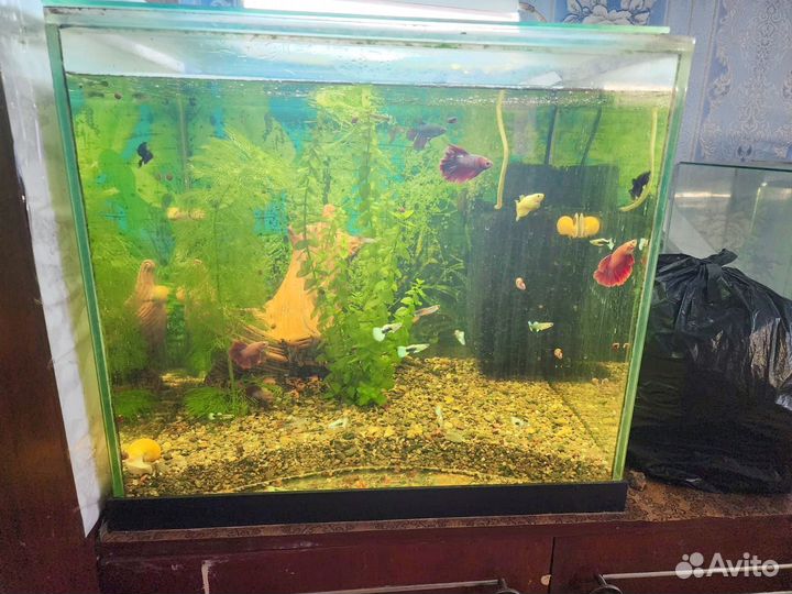 Аквариум с рыбками