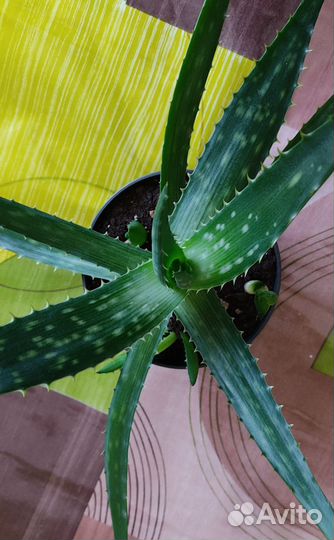 Комнатные растения