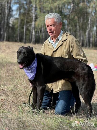 Собака Сладкий Несквик