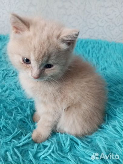 Отдам котят в хорошие руки