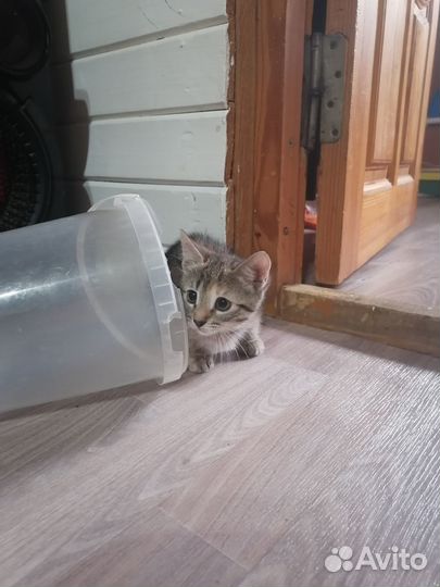 Отдам кошечку