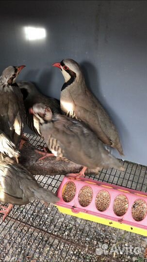 Кеклики и инкубационное яйцо