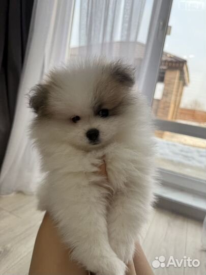 Щенки шпица