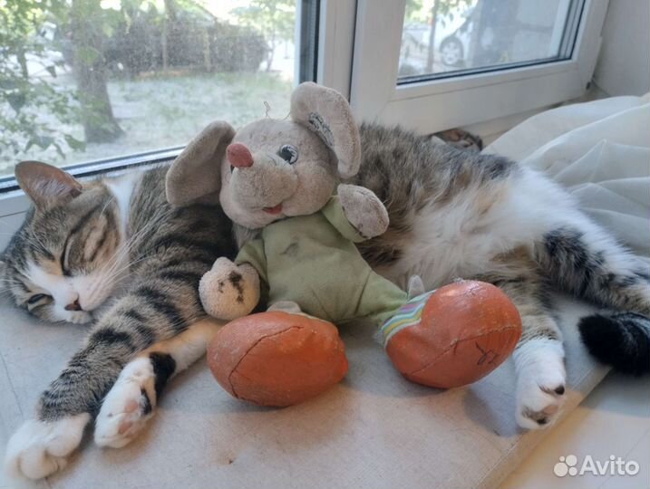 Хозяйка на час, массажист