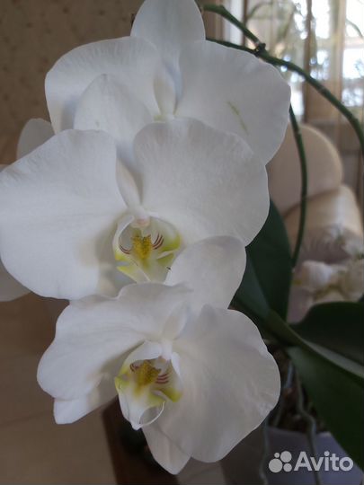 Орхидея фаленопсис