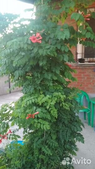 Кампсис лиана