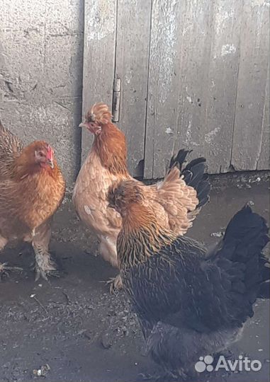 Цыплята суточные