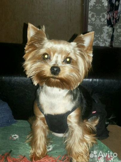 Стрижка кошек и собак, выезд на дом