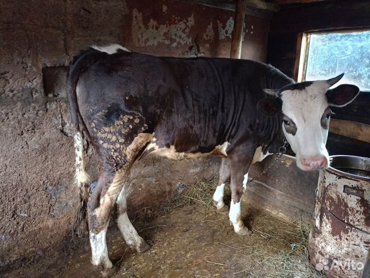 Телки стельные