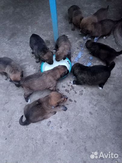 Отдам щенков