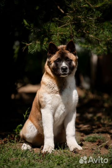 Щенки американской акиты