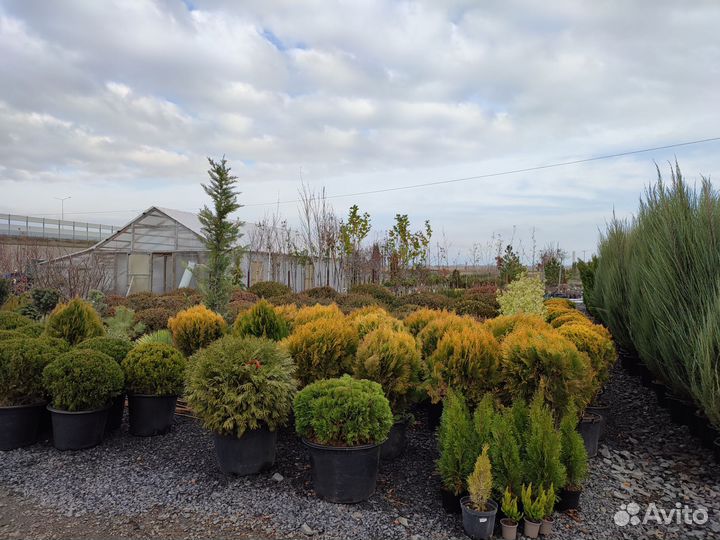 Ель колючая Супер Блю Сиблинг (Голубая)