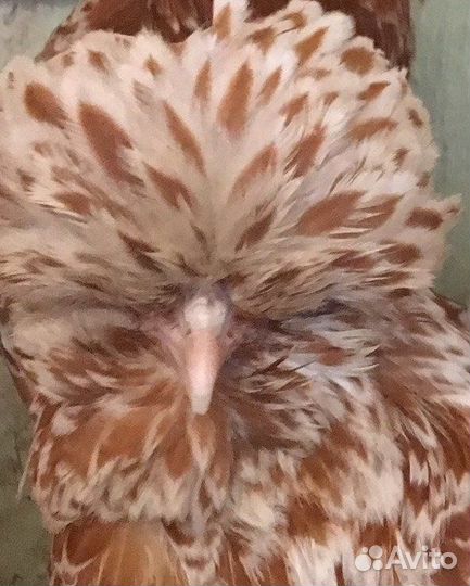 Цыплята падуан