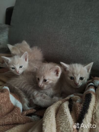 Котята, 1 месяц