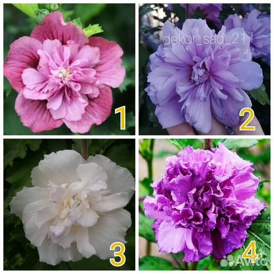 Гибискус сирийский