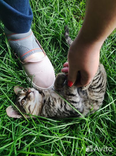 Котенок в добрые руки