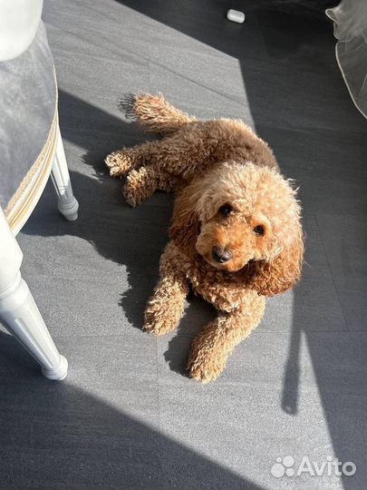 Пудель девочка