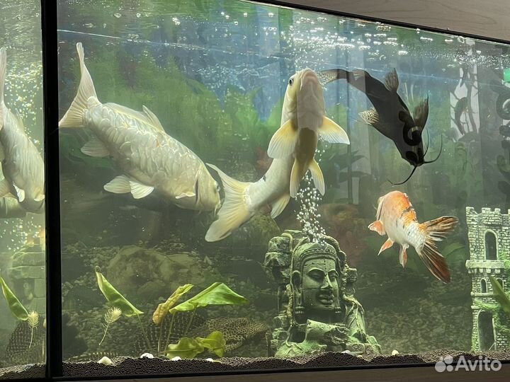 Аквариумные рыбки