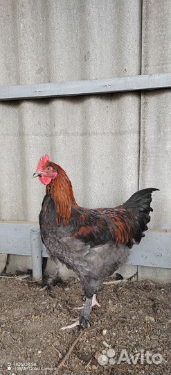 Чистопородные петушки
