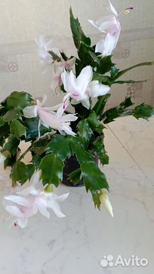 Декабрист белый