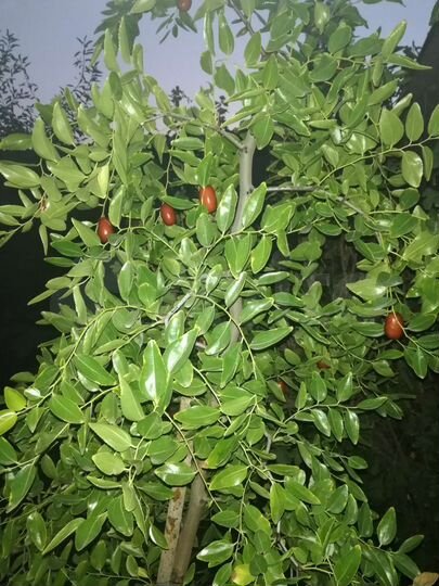 Участок 4 сот. (ИЖС)