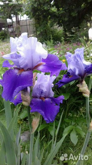 Ирисы сортовые
