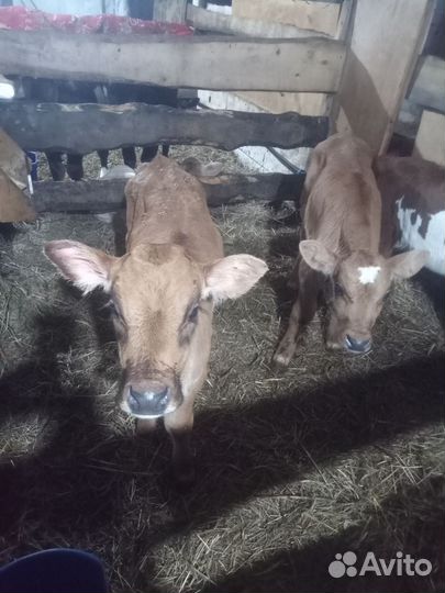 Телята телочки