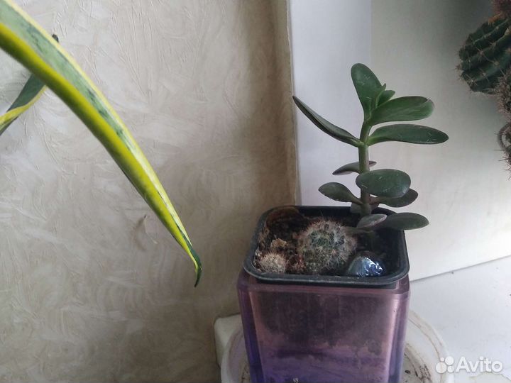 Комнатные растения