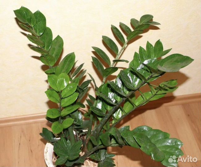 Замиокулькас