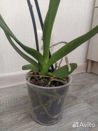 Орхидея фаленопсис леди мармелад