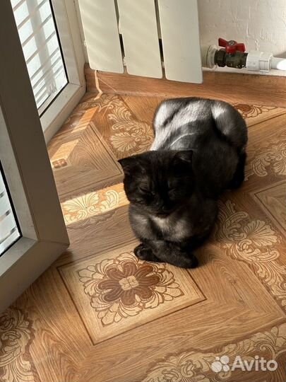 Кошка в добрые руки отдам бесплатно