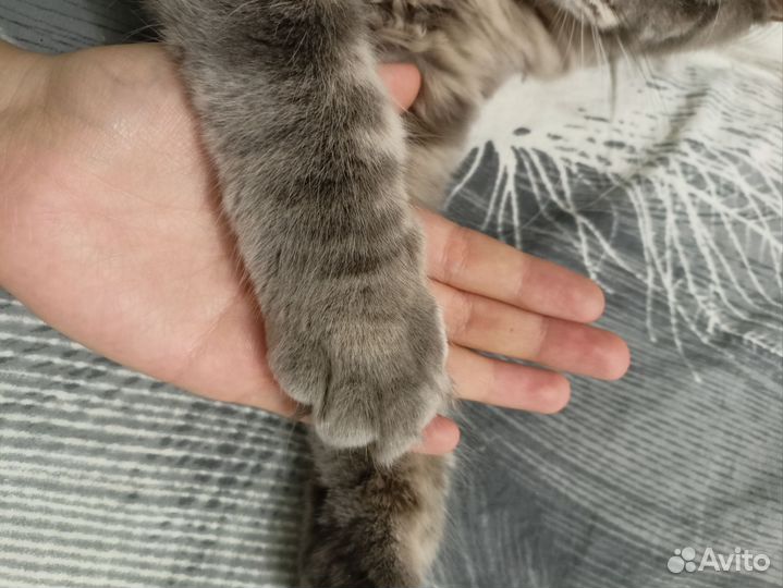 Котята мейн-кун