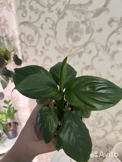 Спатифиллум блэк бьюти