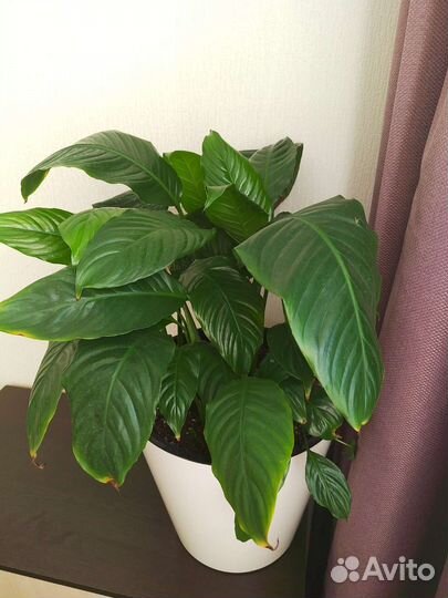 Спатифиллум