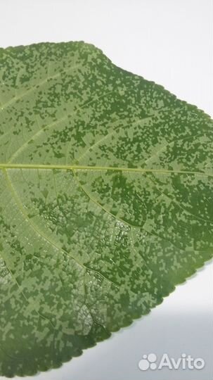 Бытовой прибор для получения дегазированной воды