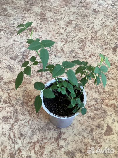 Роза комнатная