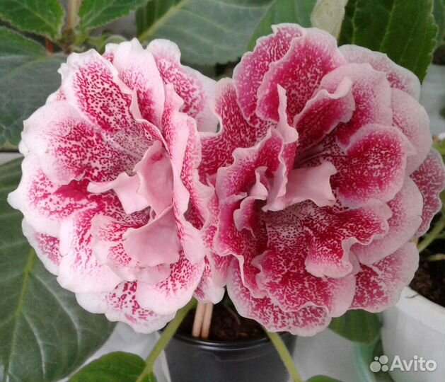 Глоксиния махровая Княжна Александра