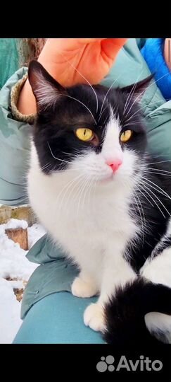 Котик в добрые ручки