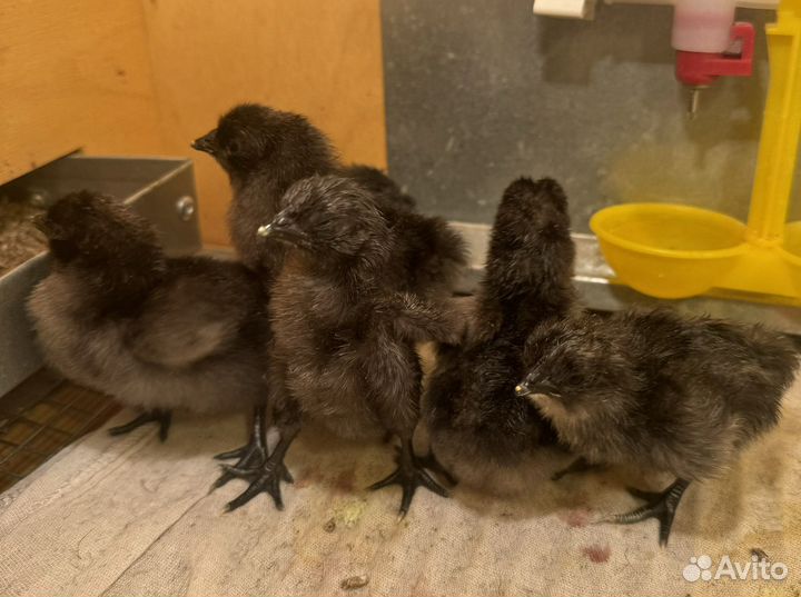 Цыплята ухейилюй