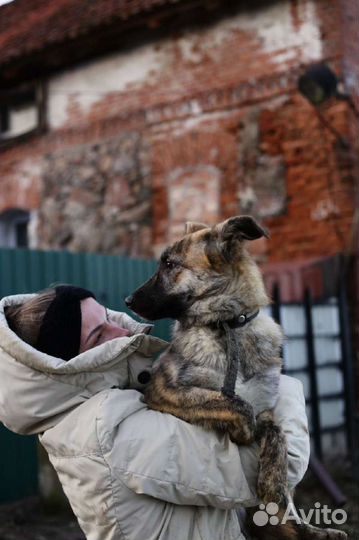 Моня ищет дом