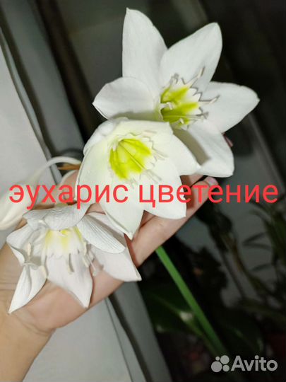 Комнатные цветы