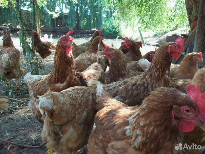 Несушки с доставкой