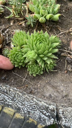 Молодило или каменная роза