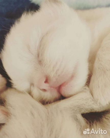 Лиловая бурма